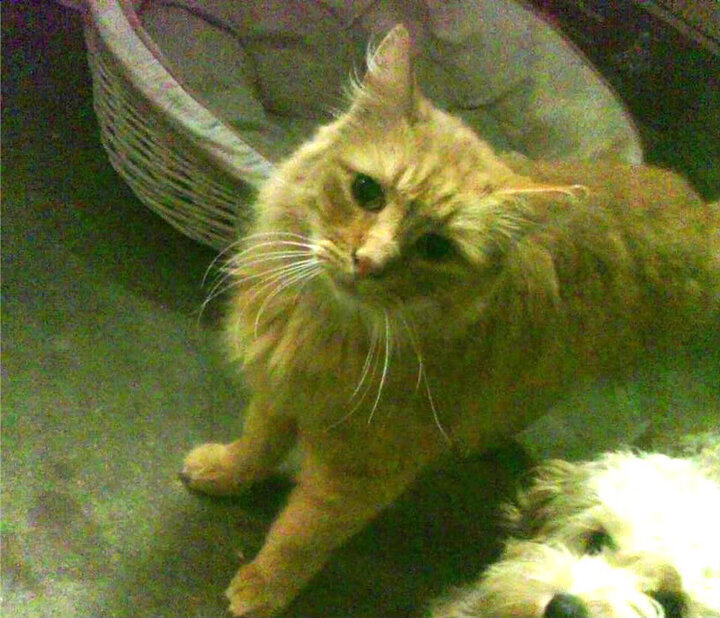 英超前锋献技：完美远射破门瞬间，英超十大射手